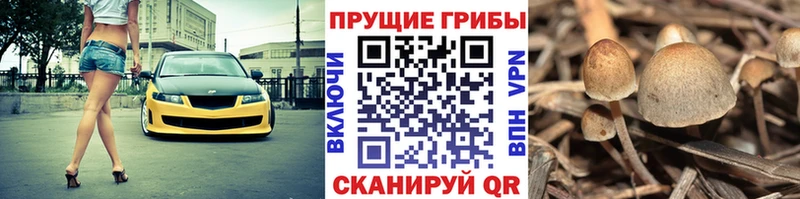 Псилоцибиновые грибы Magic Shrooms  Купить где  Хилок 